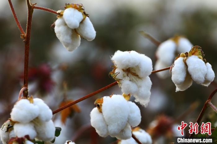 朵朵棉花吐絮盛開(kāi)。　劉艷敏 攝