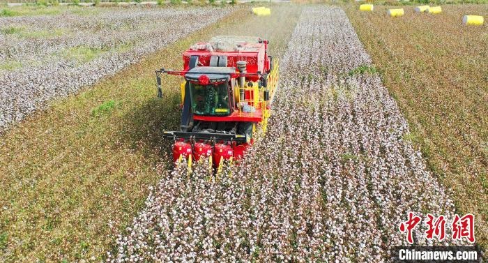 采棉機(jī)正在采收棉花，猶如在五線(xiàn)譜上跳動(dòng)的音符，正在演奏豐收的樂(lè)章?！∷谓?攝