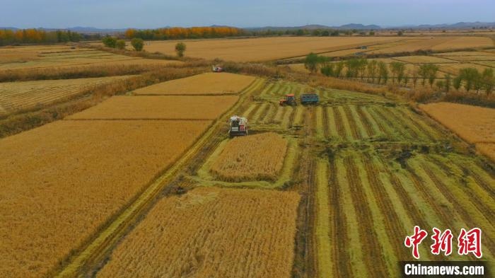 圖為科右中旗杜爾基鎮(zhèn)雙金嘎查的萬畝水稻田進入集中收割期?！≮w殿威 攝