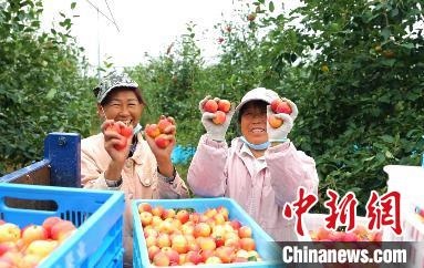 圖為興安盟沙果迎豐收?！】朴仪捌煳麄鞑抗﹫D