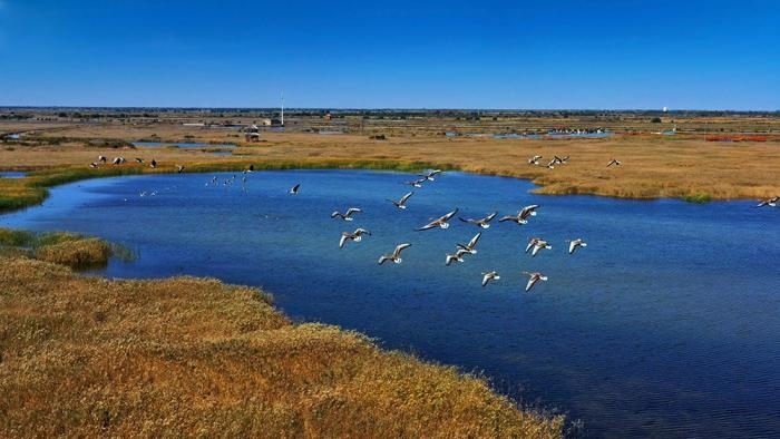△黃河三角洲擁有天然蘆葦270平方公里，是東北亞內(nèi)陸和環(huán)西太平洋鳥類遷徙重要的“中轉(zhuǎn)站”、越冬地和繁殖地。(總臺央視記者李煒、程鋮拍攝)