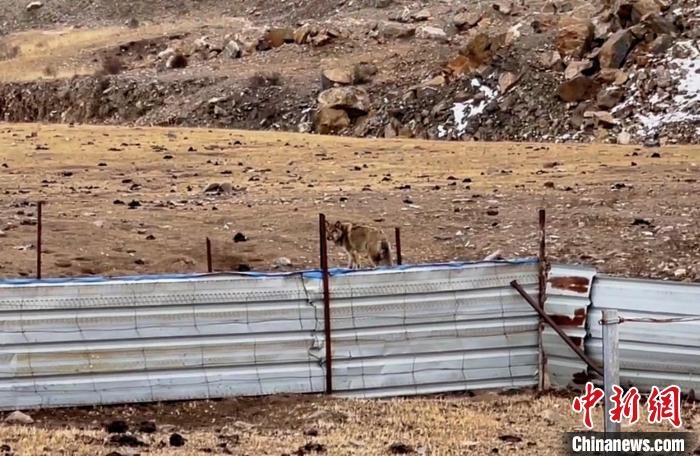 圖為闖入村民家中的野狼?！∨d?？h公安局溫泉派出所供圖