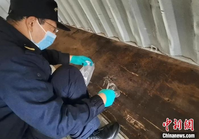 張家港海關(guān)工作人員截獲捕鳥蛛。　王健超 攝