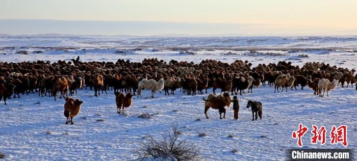 進(jìn)入冬季，駱駝在戈壁灘上散養(yǎng)?！」o琨 攝