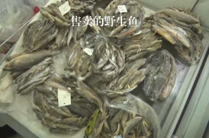 2021年12月6日，督察組現(xiàn)場(chǎng)隨機(jī)抽查發(fā)現(xiàn)，保護(hù)區(qū)附近餐館仍然存在非法經(jīng)營(yíng)野生河魚(yú)的問(wèn)題