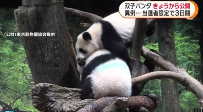 12日，日本東京上野動物園的旅日雙胞胎熊貓開始同游客見面。(圖片來源：日本富士電視臺視頻截圖)