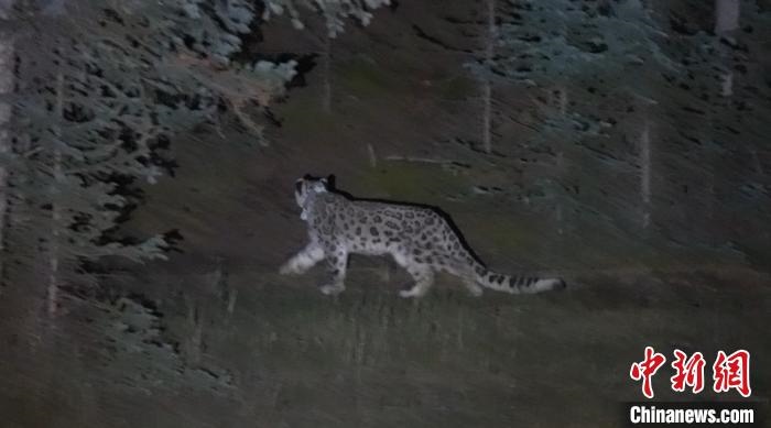 圖為被放歸自然的雪豹(資料圖)?！?nèi)蒙古林草局供圖。