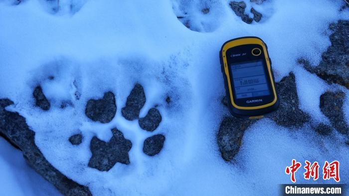 圖為疑似放歸雪豹的足跡(資料圖)?！?nèi)蒙古賀蘭山國家級自然保護(hù)區(qū)供圖