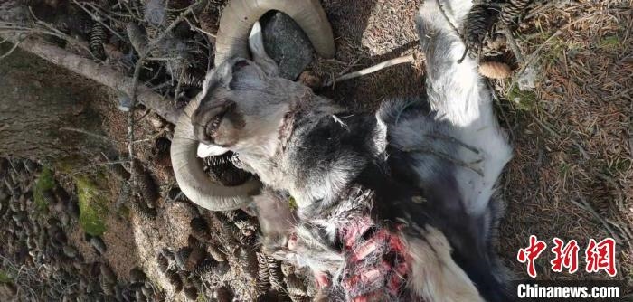 圖為疑似雪豹捕食巖羊的殘骸(資料圖)。　內(nèi)蒙古賀蘭山國家級自然保護(hù)區(qū)供圖