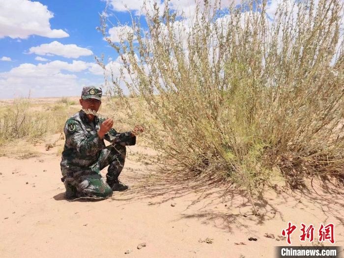 圖為謝寶民查看梭梭長勢?！∈茉L者供圖