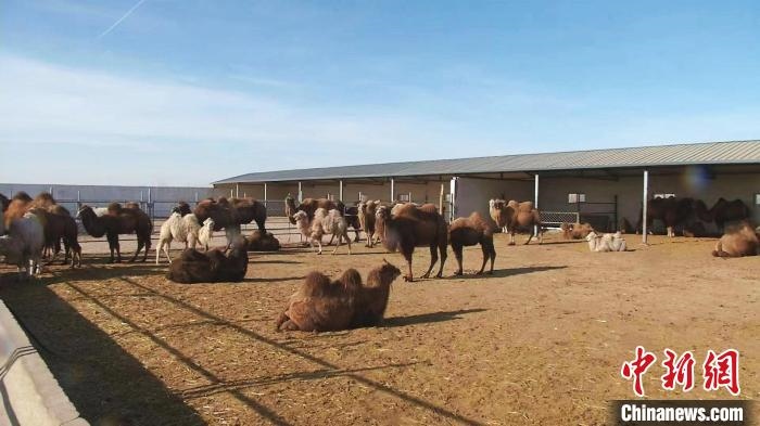 圖為額濟納旗駝奶產業(yè)基地?！⊥蹰L梅 攝