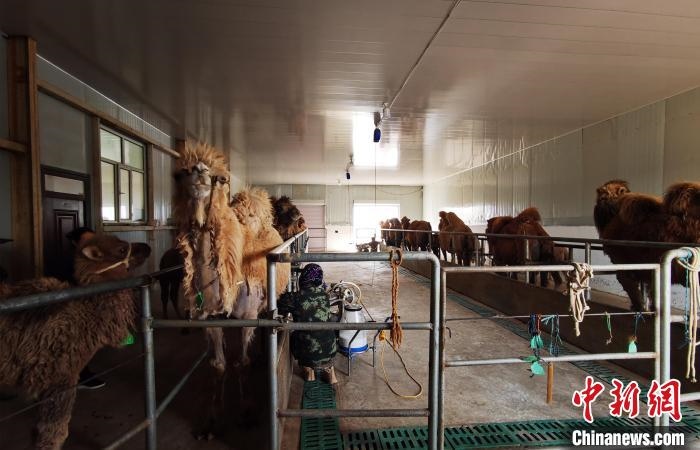 圖為共人正在給駱駝擠奶。　王長梅 攝