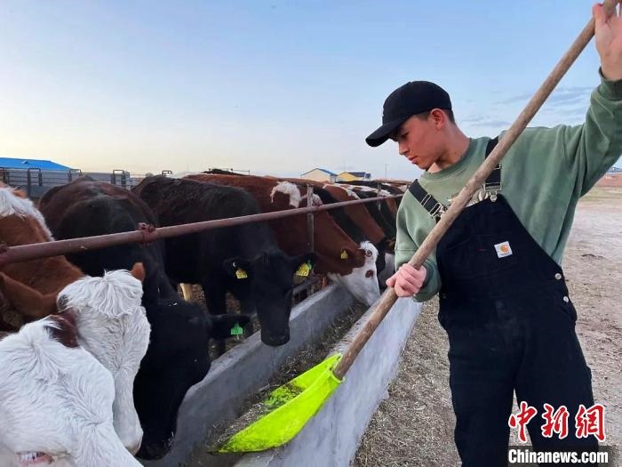 圖為敖木希勒在喂牛?！“侥鞠＠展﹫D