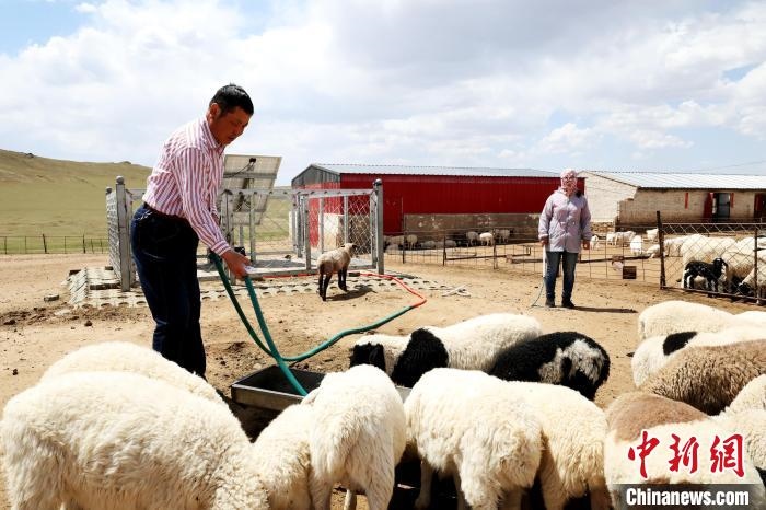 圖為圖門達來在喂羊?！埵鹧?攝