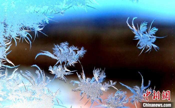 玉樹瓊枝盈滿窗?！O書程 攝