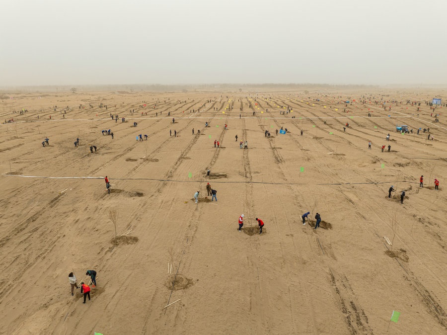在高力板鎮(zhèn)花道卜和沙木嘎嘎查治理區(qū)，廣大干部群眾手植新綠，播種希望 （攝影：包寶音德力格爾）.JPG