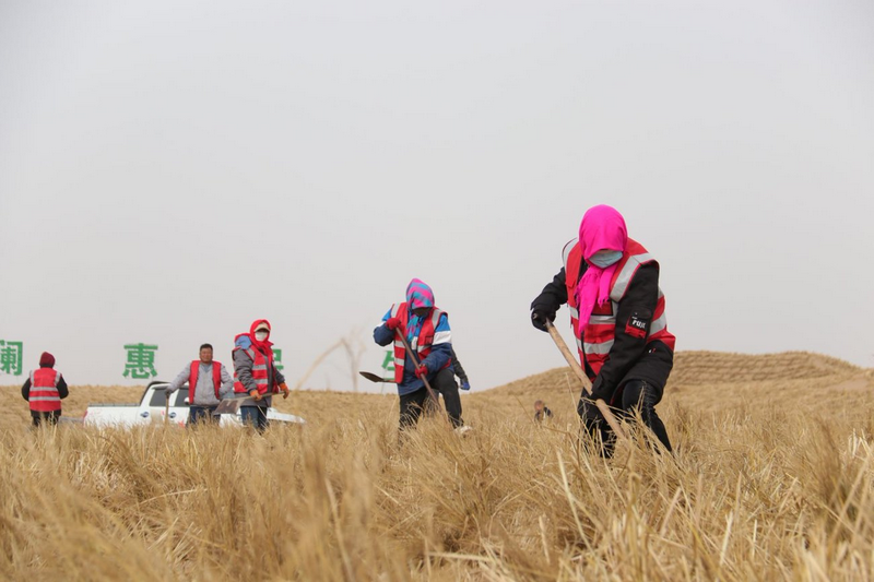 阿拉善治沙人員將一束束稻草扎進(jìn)沙海穩(wěn)固流沙.png