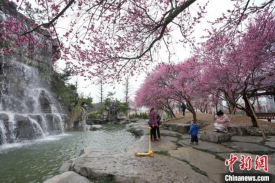 2月23日，市民在乾藝梅園景區(qū)觀賞綻放的梅花。陳興輝 攝
