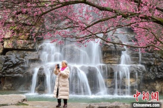 2月23日，市民在乾藝梅園景區(qū)拍攝綻放的梅花。瞿宏倫 攝