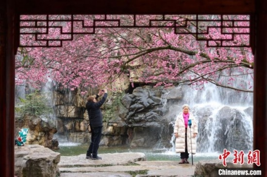 2月23日，市民在乾藝梅園景區(qū)觀賞拍攝綻放的梅花。瞿宏倫 攝