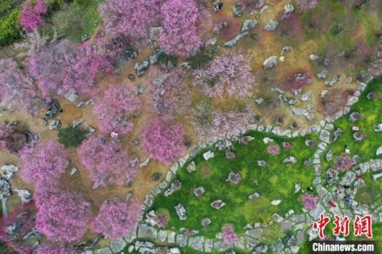 2月23日，航拍乾藝梅園景區(qū)綻放的梅花。瞿宏倫 攝