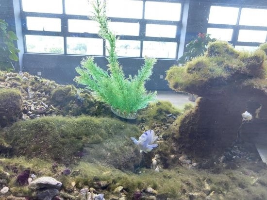 圖為寶鋼湛江鋼鐵水控中心，觀賞海魚在鋼渣漁礁里游動