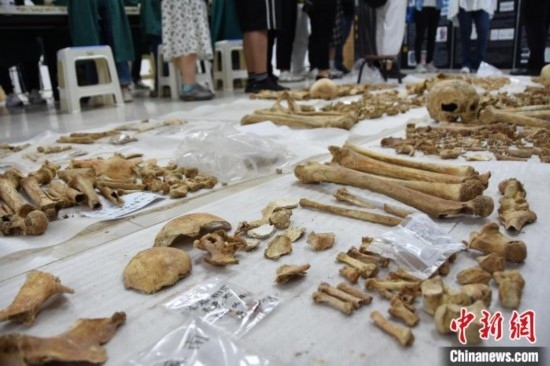 圖為已清理完畢的骨骼標(biāo)本。王宇 攝