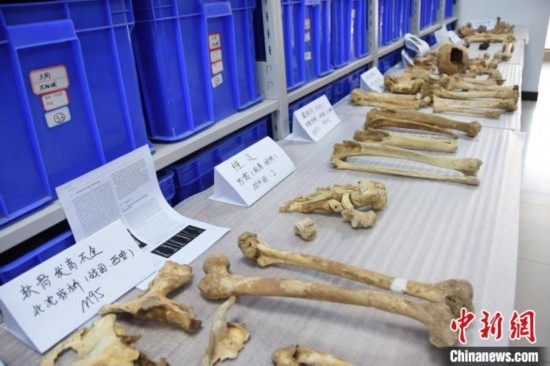 圖為已清理完畢的骨骼標(biāo)本。王宇 攝