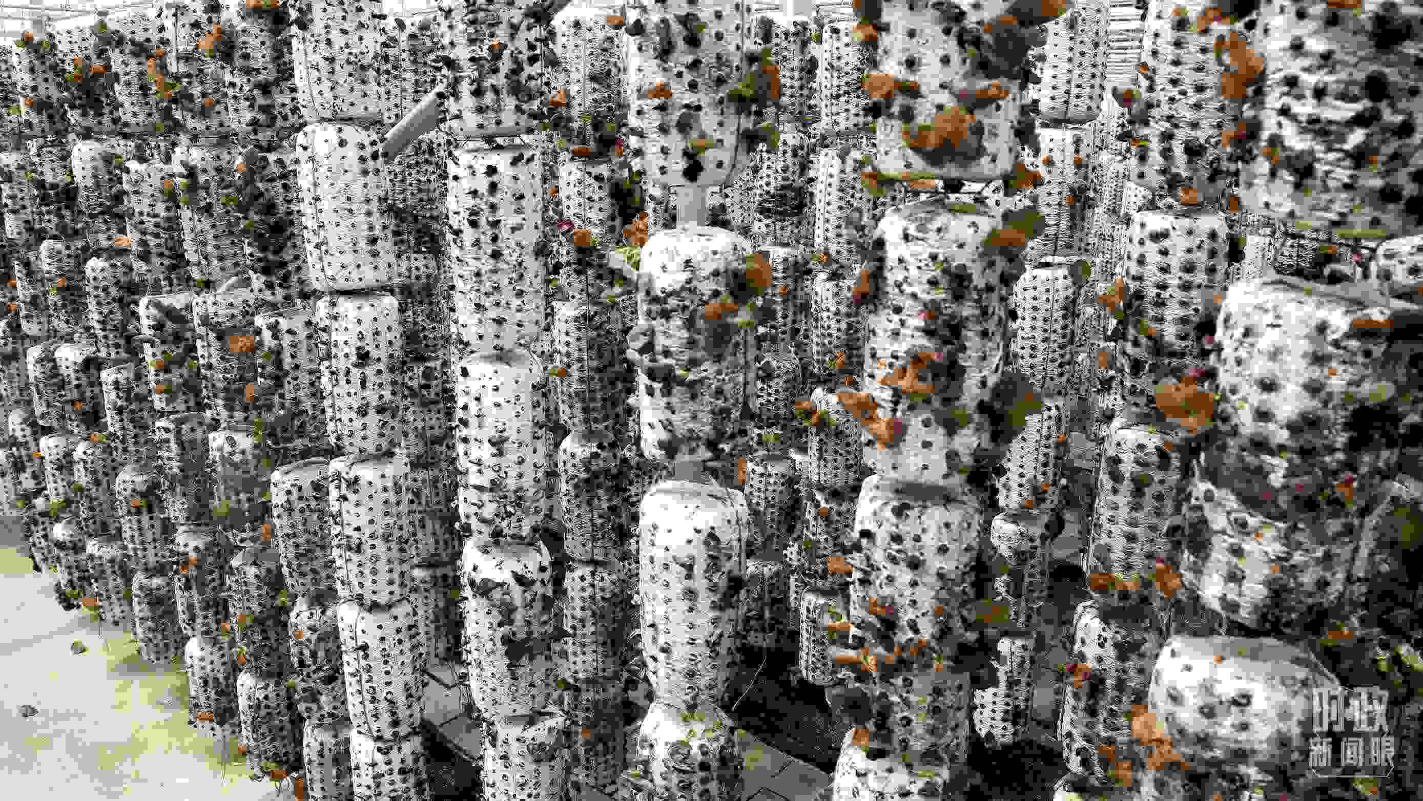 △金米村的小木耳、大產(chǎn)業(yè)。（圖／視覺中國）