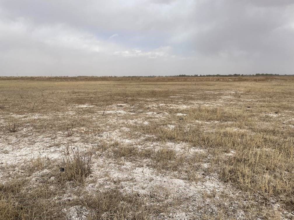 撂荒后的部分地塊已現(xiàn)鹽堿。 人民網(wǎng)記者 楊喬攝