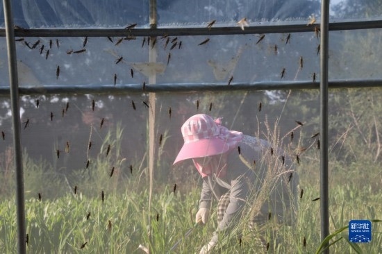 6月21日，山東省樂(lè)陵市西段鄉(xiāng)岔河村東亞飛蝗養(yǎng)殖基地的螞蚱養(yǎng)殖戶在割草。新華社記者 范長(zhǎng)國(guó) 攝