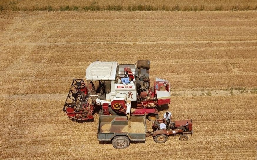 2023年6月14日，在山東省臨邑縣林子鎮(zhèn)，聯(lián)合收割機在收獲小麥。