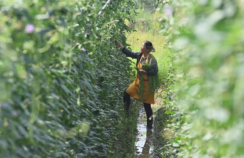 2023年6月15日，在廣西柳州市鹿寨縣中渡鎮(zhèn)石墨村，村民在高標準農田里采收豆角。