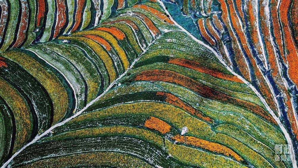 寧夏彭陽(yáng)縣。萬(wàn)壽菊與格?；ㄊ㈤_(kāi)在錯(cuò)落的山間梯田上。（總臺(tái)國(guó)廣記者李晉拍攝）