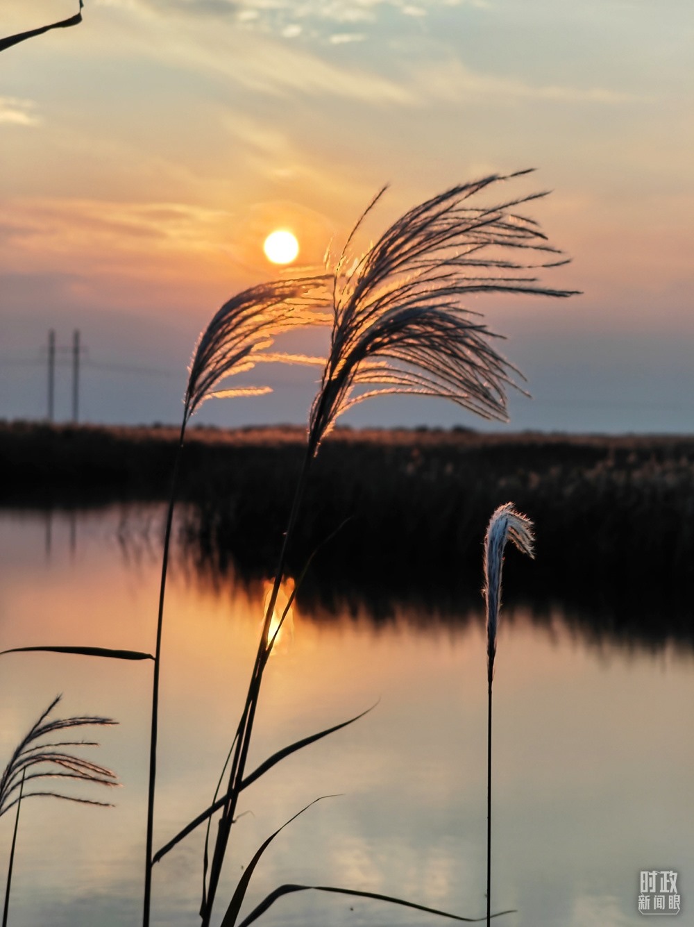 2021年10月，習(xí)近平赴山東東營(yíng)考察黃河入海口。黃河三角洲濕地，蘆葦飄蕩。（總臺(tái)央視記者彭漢明拍攝）
