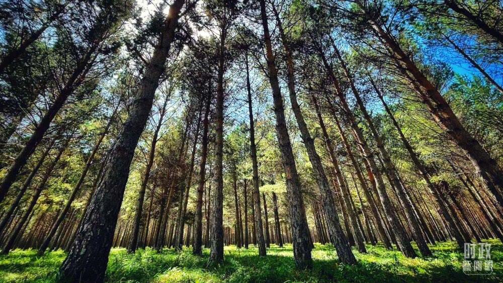 河北塞罕壩。（總臺(tái)央視記者謝曉光拍攝）