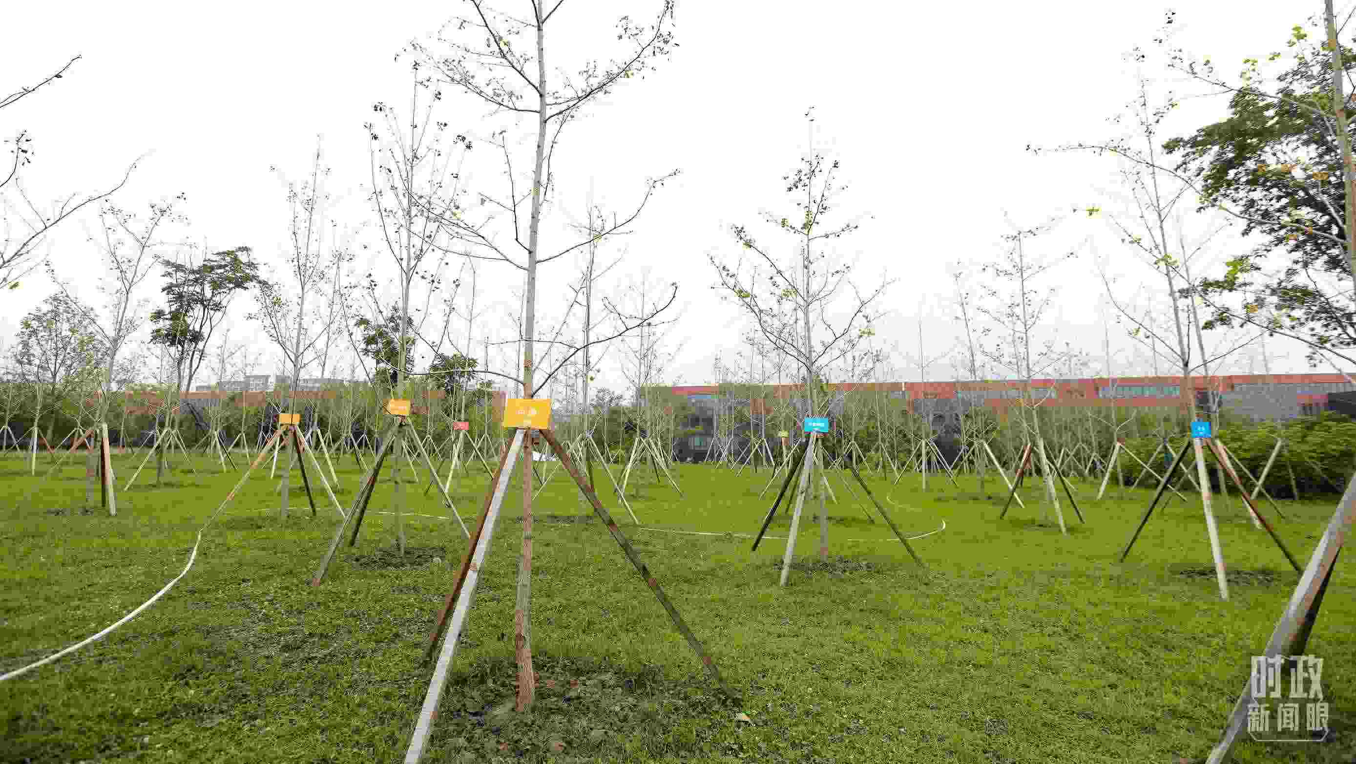 成都大運(yùn)村內(nèi)專門種植了友誼林，各國(guó)代表團(tuán)都可認(rèn)領(lǐng)。