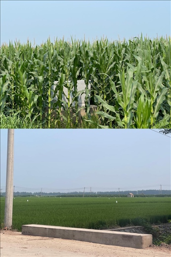 玉米和水稻正常情況下該有的長勢(shì)（中國之聲記者江曉晨 攝）