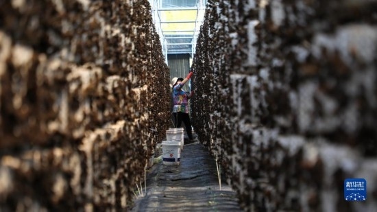 7月29日，在卓尼縣納浪鎮(zhèn)納浪村黑木耳種植基地，農(nóng)戶在采摘黑木耳。