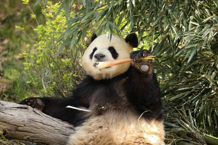大熊貓“芝麻”。成都大熊貓繁育研究基地供圖