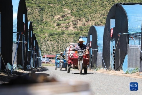 7月29日，農(nóng)戶在卓尼縣納浪鎮(zhèn)納浪村黑木耳種植基地勞作。