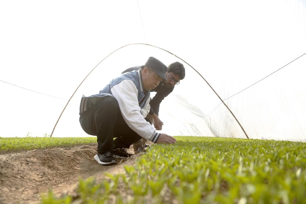 巴基斯坦旁遮普省木爾坦的中巴辣椒訂單種植項(xiàng)目辣椒育苗大棚內(nèi)，中國農(nóng)業(yè)專家?guī)ьI(lǐng)巴基斯坦技術(shù)員查看辣椒秧苗生長情況。