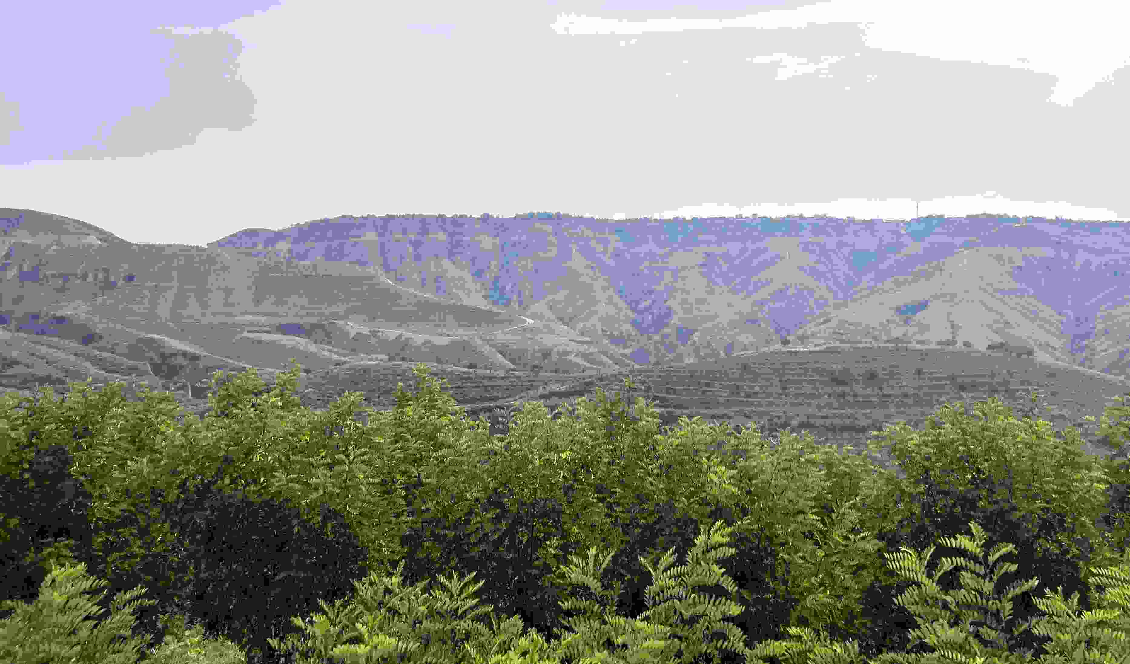 吳堡縣沿黃生態(tài)林。人民網(wǎng)記者 王連香攝