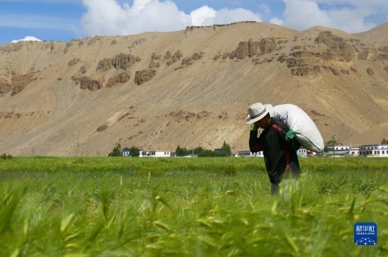 8月12日，西藏阿里地區(qū)普蘭縣赤德村村民在青稞田里勞作。