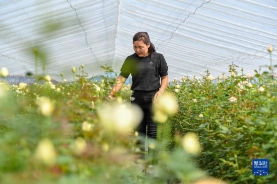 8月17日，吉林省德惠市朱城子鎮(zhèn)沿河村程雪家庭農(nóng)場的負責人楊雪在查看玫瑰花長勢。新華社記者 張楠 攝