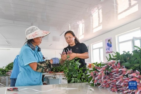 8月17日，吉林省德惠市朱城子鎮(zhèn)沿河村程雪家庭農(nóng)場的負責人楊雪（右）指導農(nóng)民修剪玫瑰花。新華社記者 張楠 攝