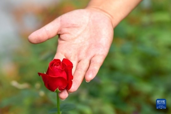 8月17日，吉林省德惠市朱城子鎮(zhèn)沿河村程雪家庭農(nóng)場的負責人楊雪在查看玫瑰花長勢。新華社記者 張楠 攝