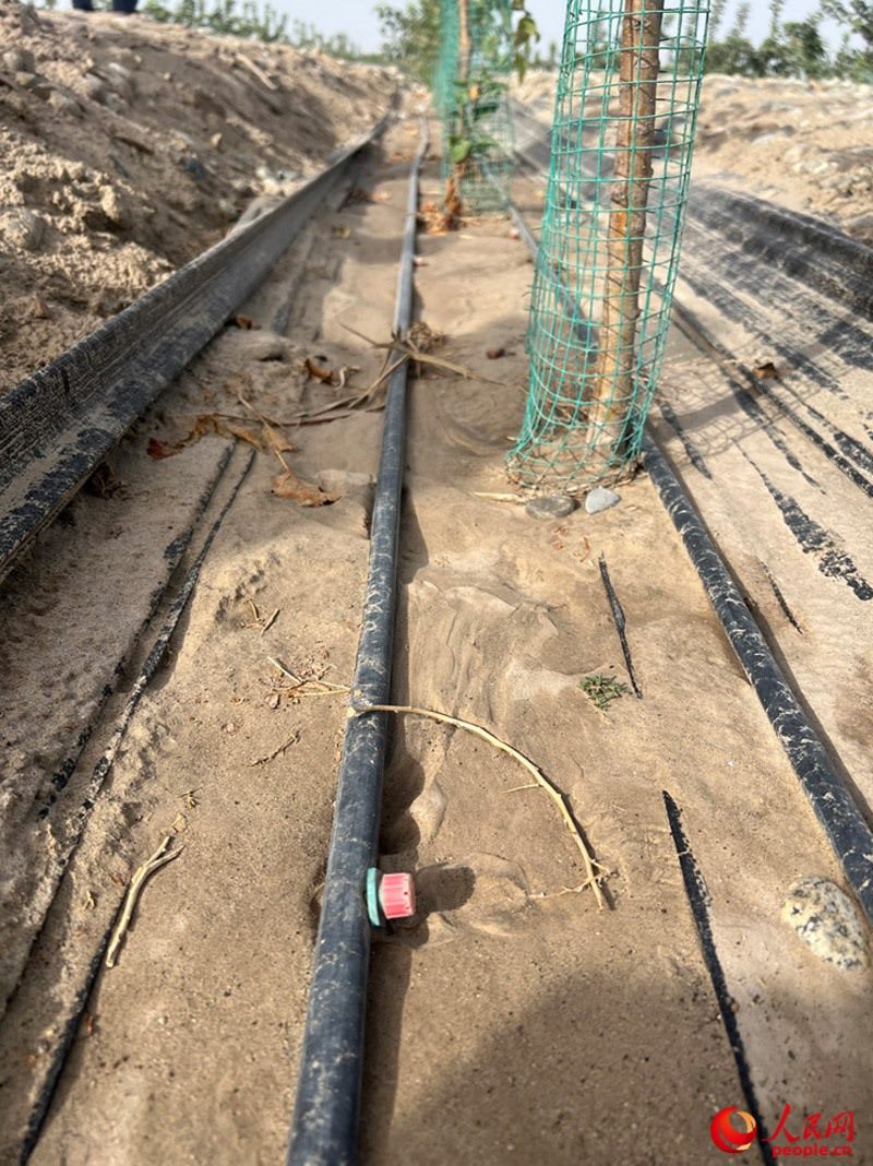 水肥一體化滴灌技術(shù)，可極大節(jié)約用水量。人民網(wǎng)記者 常雪梅攝