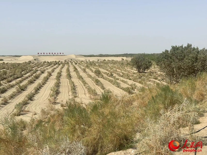 麥蓋提縣百萬畝防風固沙生態(tài)林建設工程。人民網(wǎng)記者 常雪梅攝