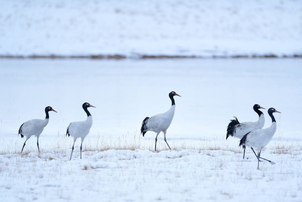 2021年10月21日在三江源國家公園黃河源園區(qū)內(nèi)拍攝的黑頸鶴。新華社記者 張龍 攝